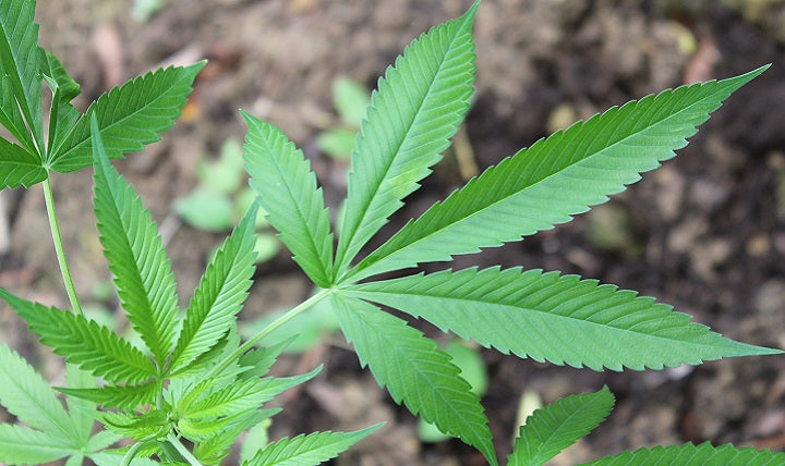 5 reasons why hemp seed oil can do wonders for your beard and face
