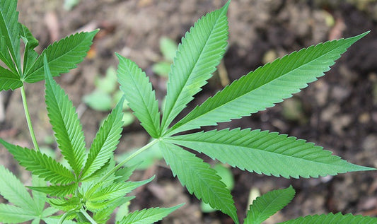 5 reasons why hemp seed oil can do wonders for your beard and face